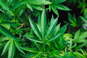 CalOSHA Training Requirement Cannabis