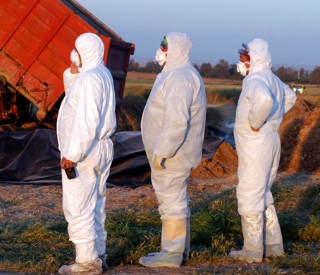 Poultry eradication workers wearing Personal Protective Equipment (PPE) Photo: iStock